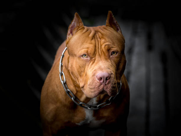 American pit bull terrier. American pit bull terrier is watching with suspicion. pit bull terrier stock pictures, royalty-free photos & images