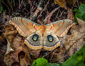 istock American Polyphemus (Antheraea polyphemus), Polyphemus moth. autumn 1285551967