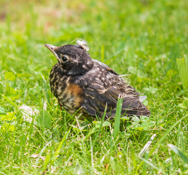 American robin fledgling in green grass stock photo