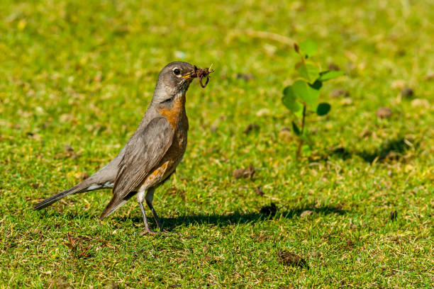 American Robin Hunting for Worms The American Robin (Turdus migratorius) is a migratory songbird of the thrush family.  It is named after the European Robin because of the male's reddish-orange breast, though the two species are not closely related.  Robins do not frequent bird feeders because their diet consists of meat and fruit.  They are frequently seen tugging earthworms out of the ground.  This male robin was photographed while hunting for eathworms near Walnut Canyon Lakes in Flagstaff, Arizona, USA. jeff goulden bird stock pictures, royalty-free photos & images