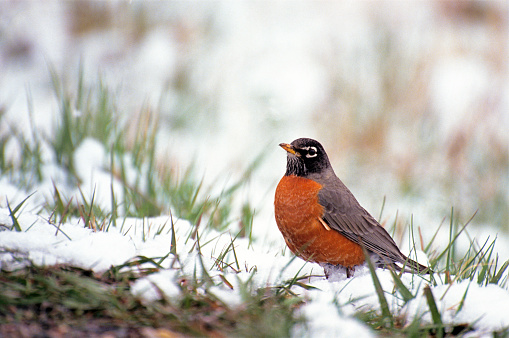 An American Robin pauses its foraging during a spring snow in Montana.