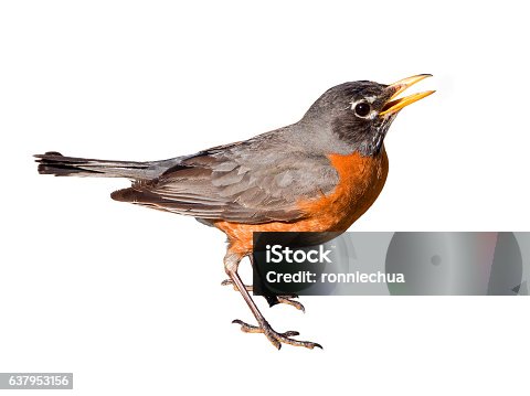 istock American Robin Isolated on White Background 637953156