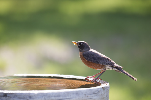 An American Robin is perched on the edge of a birdbath with a water drop on it's beak after getting a drink.