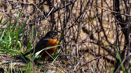 Close-up of an american robin resting in the grass on a warm sunny spring day in April with blurred branches in the background.