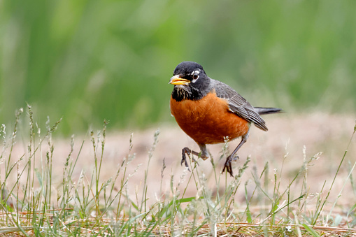 An American Robin is running in grass in a park in Coeur d'Alene, Idaho.