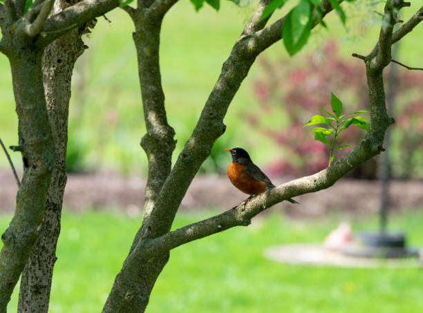 Photo of American Robin Sitting on a Tree Branch