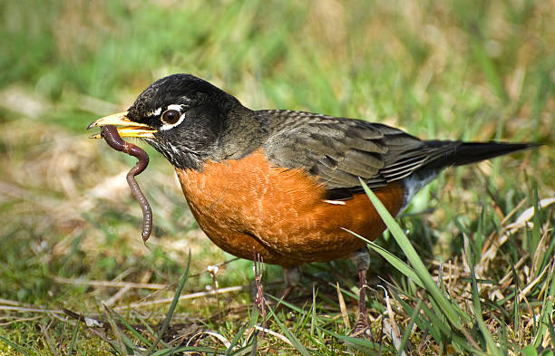 American Robin with wiggling worm in beak American Robin and a great catch! worm stock pictures, royalty-free photos & images
