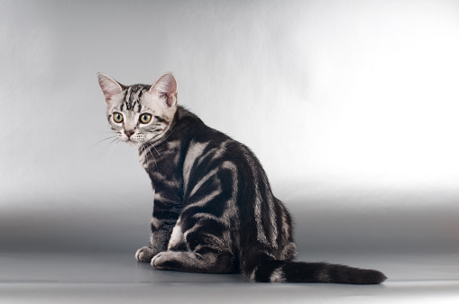American Shorthaired Kittens On Silver Background Stock Photo