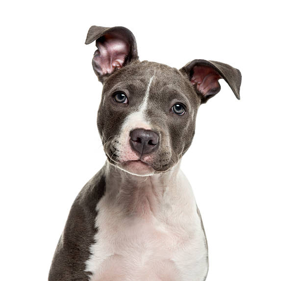 American Staff puppy in front of white background American Staff puppy in front of white background pit bull terrier stock pictures, royalty-free photos & images