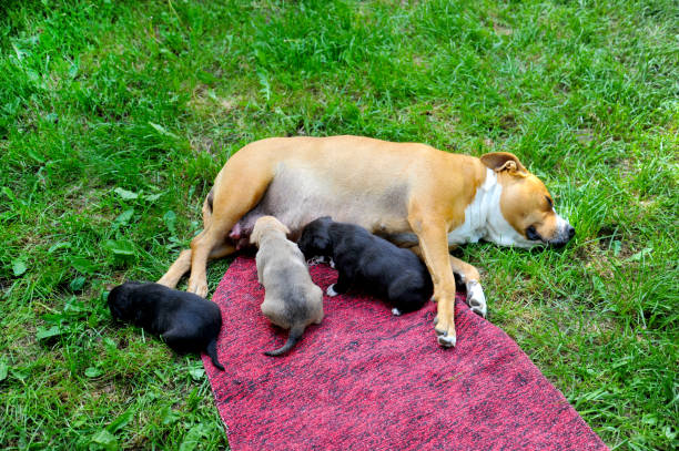 American Staffordshire Terrier dog breastfeeding puppies stock photo