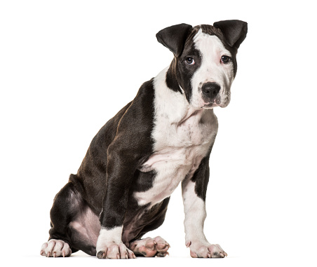 Cachorro American Staffordshire Terrier 3 Meses De Edad ...