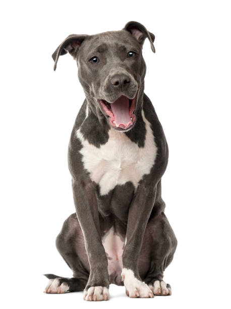 American Staffordshire Terrier puppy, 6 months old, sitting and yawning against white background American Staffordshire Terrier puppy, 6 months old, sitting and yawning against white background pit bull terrier stock pictures, royalty-free photos & images