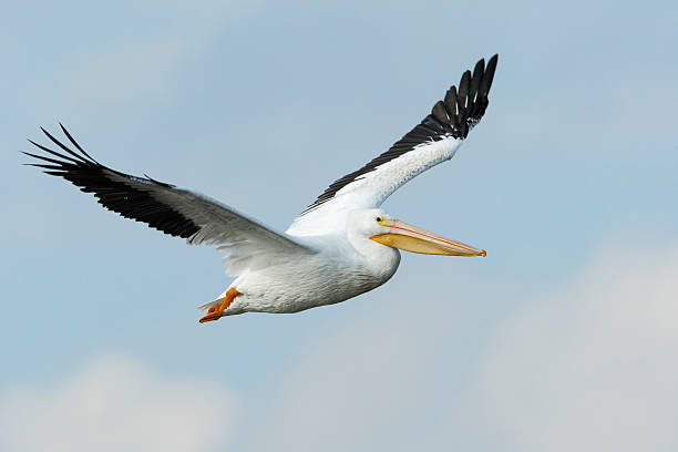 American white pelican (Pelecanus erythrorhynchos) flying, Bolivar Peninsula, Texas, USA stock photo