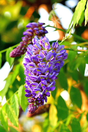 Wisteria frutescens, commonly called American wisteria, is a twining, deciduous, woody vine. Fragrant, pea-like, lilac-purple flowers in drooping racemes to 6” long bloom in April-May after the leaves emerge but before they fully develop. Limited additional summer bloom may occur. Wisteria frutescens is less vigorous than Japanese wisteria, with shorter racemes of unscented flowers.