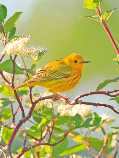 American Yellow Warble sitting on a tree brunch with green background stock photo