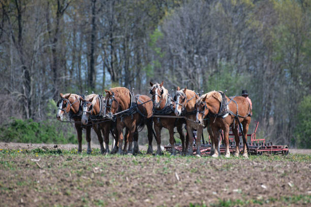 amish team av hästar - horse working bildbanksfoton och bilder