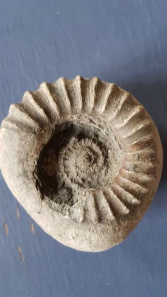 Ammonite fossil found on the beach. stock photo