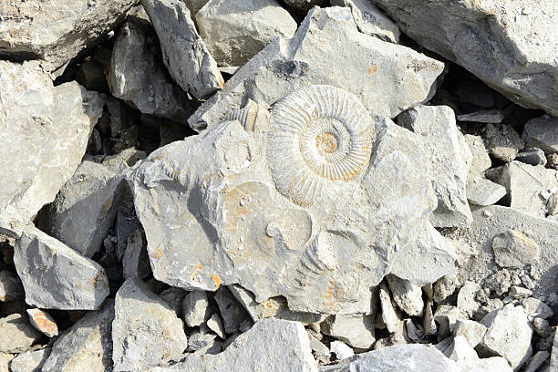 ammonite fossil in limestone - kalksteen stockfoto's en -beelden