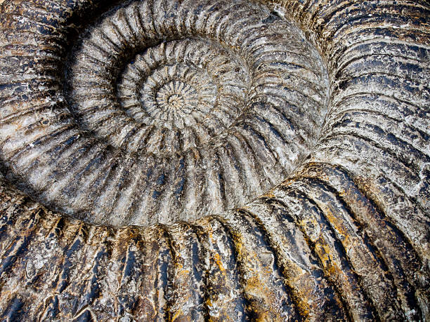 Ammonite stock photo