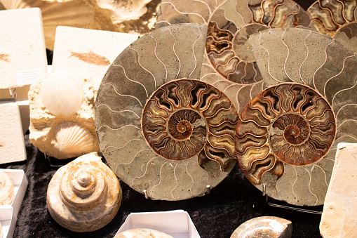 Ammonite , Prehistoric fossilized mollusk , an extinct marine animal.