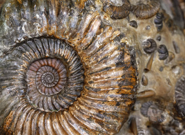 Ammonites fossil in rock, petrified prehistoric extinct animal like snail Ammonites fossil in rock, petrified prehistoric extinct animal like snail. Cephalopod shells, fossil by Paleozoic era close-up. Concept of paleontology, geology, archeology and creature fossils. fossil site stock pictures, royalty-free photos & images