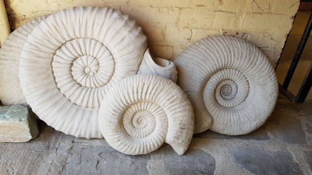 Ammonites leaning against a wall. stock photo