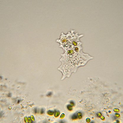 Photomicrograph of one celled amoeba. Live specimen. Wet mount, 40X objective, transmitted brightfield illumination.