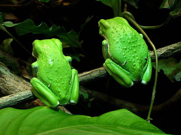 Amphibians -Two Waxy Monkey Tree Frogs Snub the Crowd stock photo