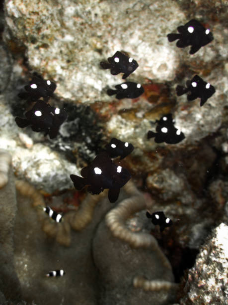 amphiprion clarkii - pesce anemone di clark - pesce pagliaccio codagiana giovani animali giovani animali giovani in una stichodactyla mertensii - anemone marino tappeto mertens - mertens foto e immagini stock