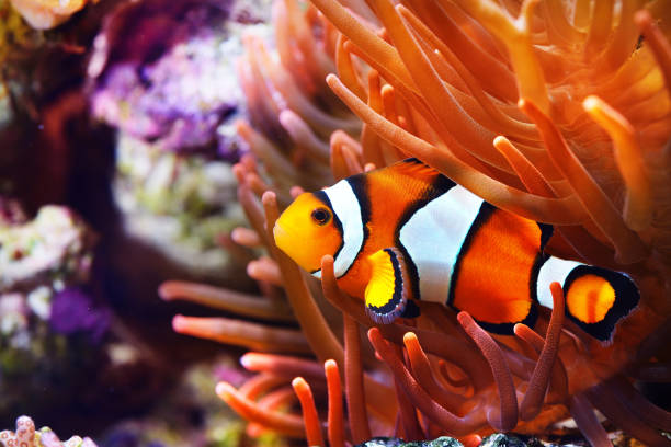 Amphiprion ocellaris clownfish in the anemon. Natural marine enriromnent stock photo