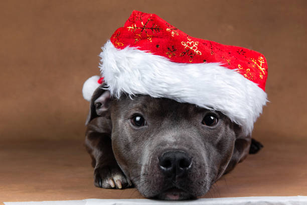 Pit Bull Terrier w/Santa Hat Ornament 