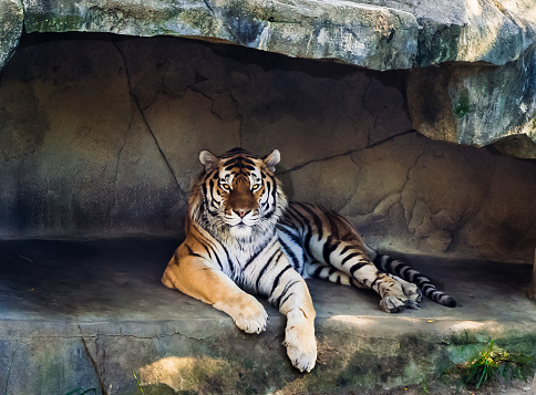 A male Amur Tiger. Also known as a Siberian Tiger.