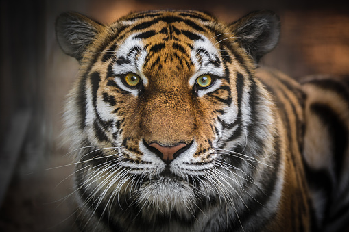 predatory big cat Amur tiger