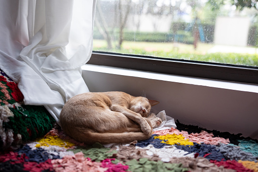 An Abyssinian cat fell asleep by the window