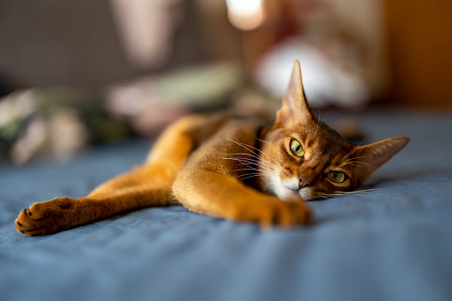 An Abyssinian cat is lying on the bed