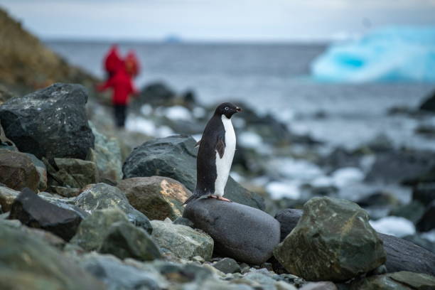 An Adelie penguin (Pygoscelis adeliae) stands on a rock near the shore, while three people in red parkas walk in the distance An Adelie penguin (Pygoscelis adeliae) stands on a rock near the shore, while three people in red parkas walk in the distance, Porquois Pas Island, near Graham Land, Antarctic Peninsula, Antarctica adelie penguin photos stock pictures, royalty-free photos & images