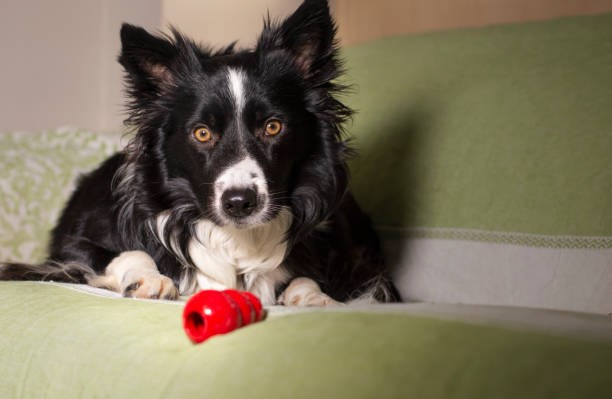 An adorable border collie puppy with his game on the couch Funny an adorable border collie puppy with his game on the couch king kong monster stock pictures, royalty-free photos & images