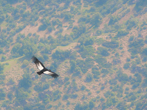 An adult Andean Condor flies above a wooded hillside stock photo