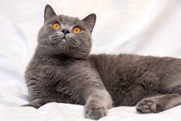 An adult British cat of blue color with beautiful orange eyes stock photo