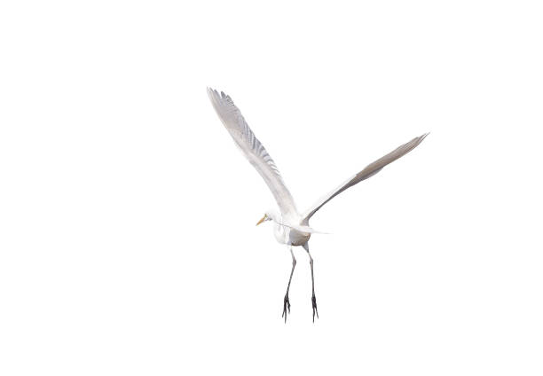 An adult Great egret (Ardea alba) isolated on White Background. taking off to the sky, An adult Great egret (Ardea alba) isolated on White Background. taking off to the sky,  A white silver heron has caught a fish heron family stock pictures, royalty-free photos & images