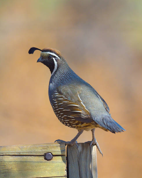An adult male California Quail perches on a park bench stock photo