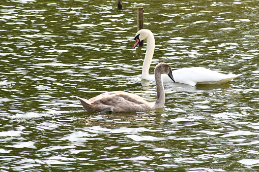 An adult Mute Swans, Cygnus Olor with its adolescent cygnet floating on the ripples in a green coloured lake