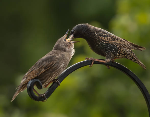 An adult Starling feeding it's young stock photo
