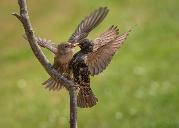An adult starling feeds it's young stock photo