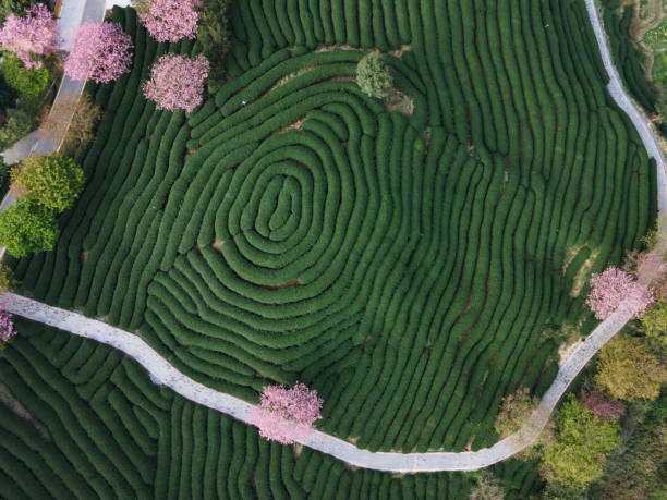 An aerial view of the texture of a green tea garden. stock photo