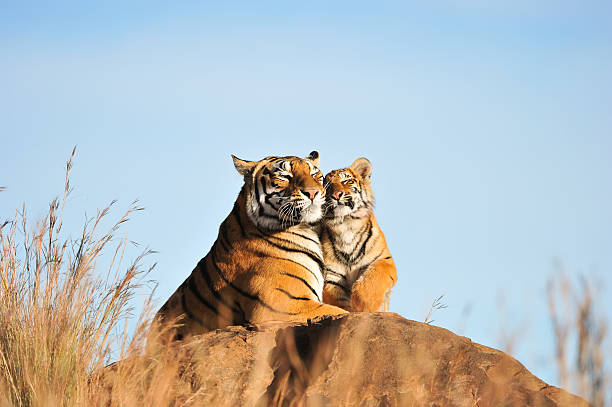 An affectionate tiger moment Bond between a tigress and her cub animals hunting photos stock pictures, royalty-free photos & images
