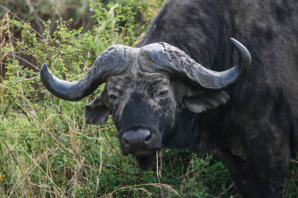 An African buffalo in Masai Mara stock photo