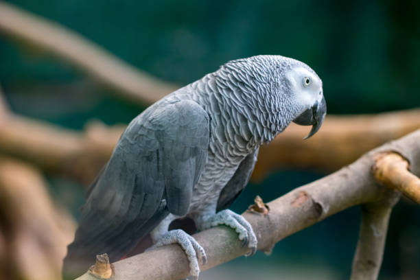 An African Grey Parrot sitting in a wooden branches stock photo