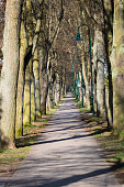 istock An alley lined with tree in a small village on the outskirts of berlin at the beginning of spring 852207622