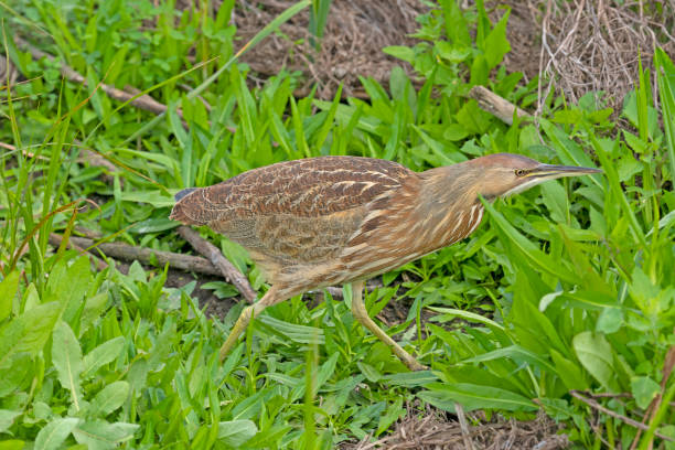 An American Bittern Walking Through the Grasses An American Bittern Walking Through the Grasses in the Port Aransas Birding Center in Texas american bittern stock pictures, royalty-free photos & images
